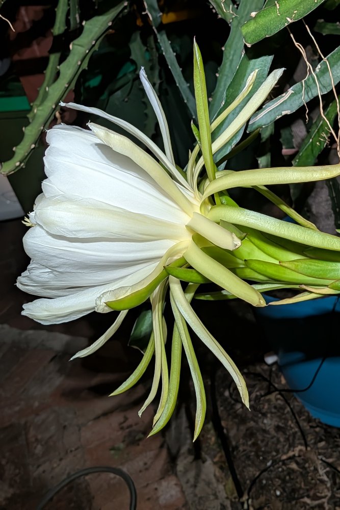 Day Flower